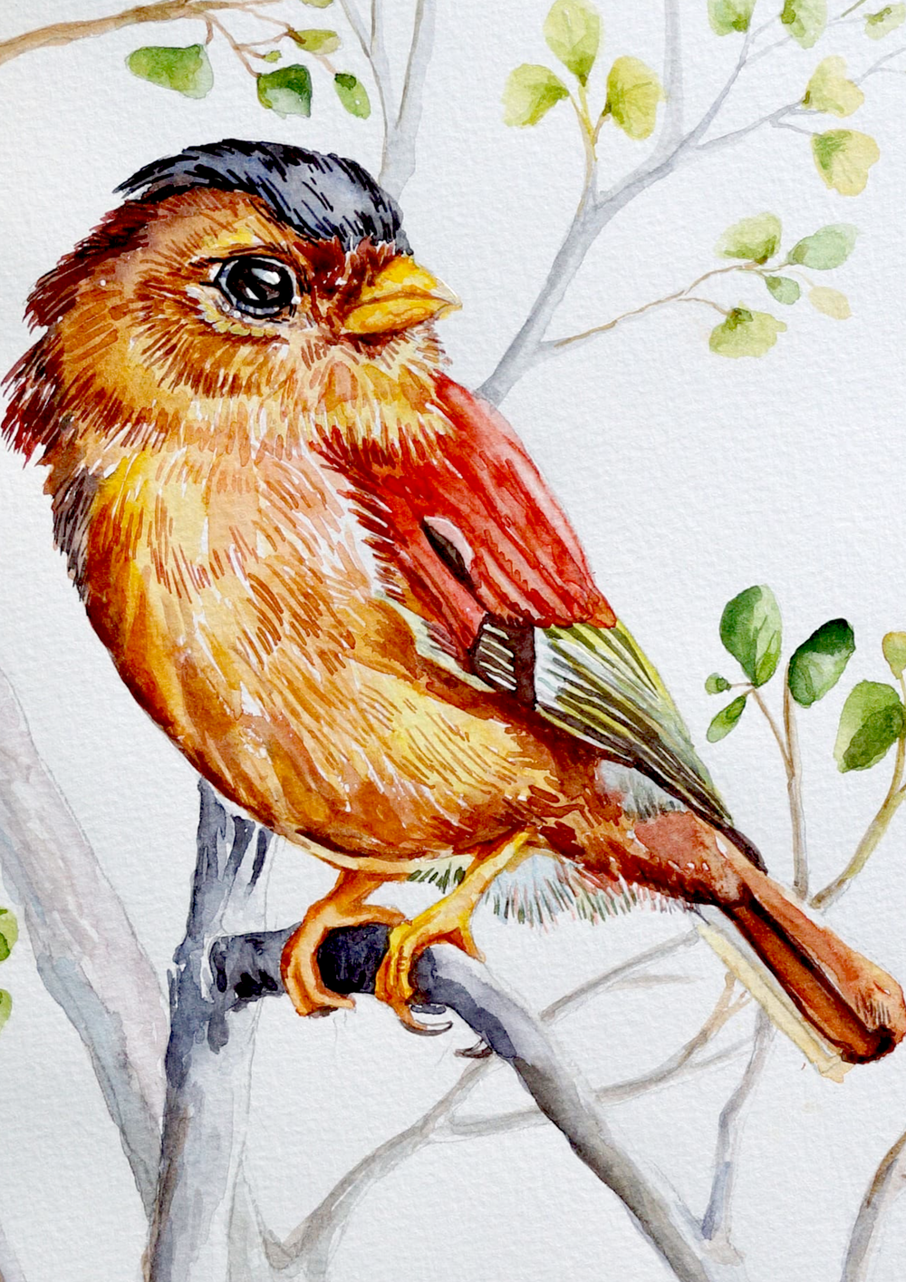 Black-capped piprites Watercolor Painting Watercolor painting Art by Nabanita Ray a-hen-in-spring-watercolor-painting-copy